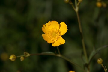 Blossom of the buttercup Ranunculus polyanthemos