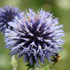 Kugeldistel aufgeblüht mit Hummel