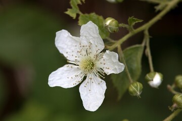 Blossom of a sawtooth blackberry, Rubus argutus