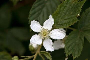Blossom of a sawtooth blackberry, Rubus argutus