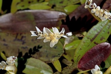 Flower of Aponogeton distachyos