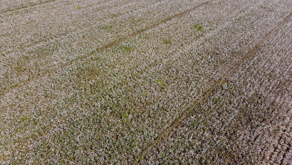 Cotton field top view with drone - Soke Plain, Turkey