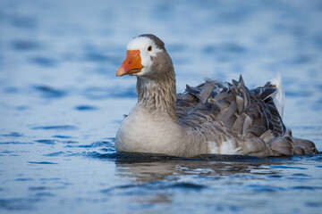 Close up of greylag goose swimming on lake