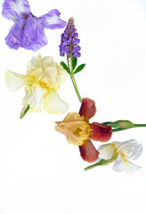 Mixed iris blooms and lavender arranged on a white background. Bright floral flat lay with colorful petals. Copy space. Top view