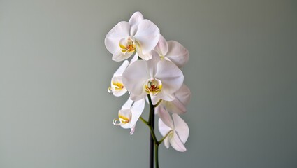 A beautiful white and yellow orchid blossom with delicate petals on a blue background captures the essence of tropical nature