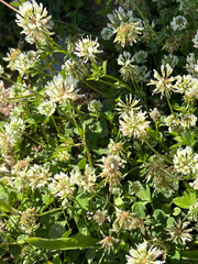Bee white flower. clover pollination High quality photo
