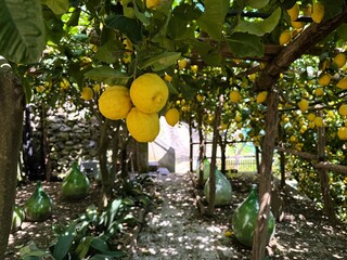 Sunlit Lemon Grove with Hanging Fruit