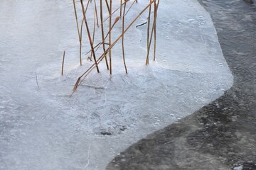 Dry reed grass in frozen lake in winter with ice and snow. shallow depth of field