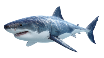 Great White Shark Swimming Underwater Predator Apex Marine Animal Ocean Wildlife Danger Teeth