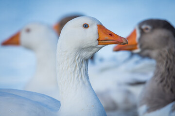 Close up of greylag goose swimming on lake