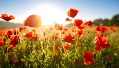 Fototapeta premium Red poppies bloom in a field bathed in sunlight