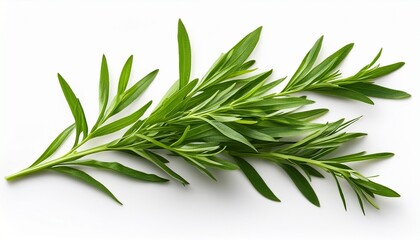 Fototapeta premium fresh tarragon sprig with narrow green leaves isolated on white background ideal for culinary visuals food packaging and herb branding