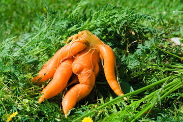 ungewöhnliche Form einer riesengroßen Karotte