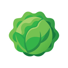 vector illustration of cabbage