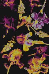 Digitally altered iris and lavender flowers in vivid purple and yellow tones on deep black. Bold, dramatic floral pattern. Full bloom