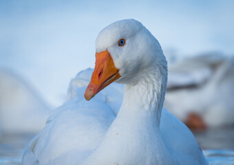 Close up of greylag goose swimming on lake