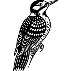 Vector art of a woodpecker stands tall, isolated on white background