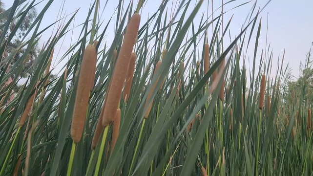 Typha angustifolia, or narrow-leaf cattail, is a common wetland plant known for its tall stalks and distinctive brown, sausage-shaped flower heads.
