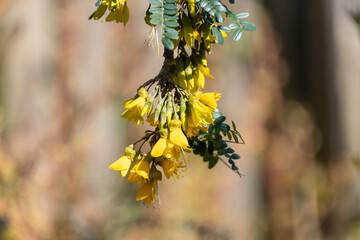 Close up of weeping kowhai (sophora microphylla) flowers in bloom