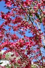Pink flowering trees. High quality photo