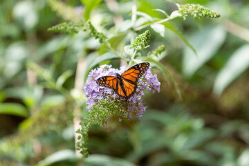 butterfly on a flower