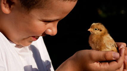 A boy holds a cute newborn chick in his hands and smiles with admiration. Interaction between children and animals. Symbol of Easter.