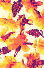Orange and magenta irises and lupins digitally enhanced on a light, creamy background. Soft yet energetic style. digital floral art
