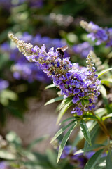Bee on a Chaste Tree