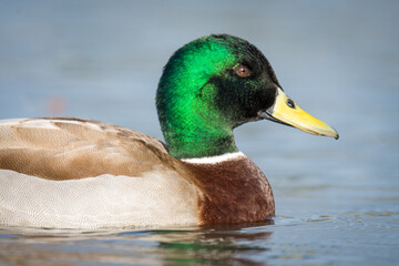 Close up of Mallard duck swimming on a pond