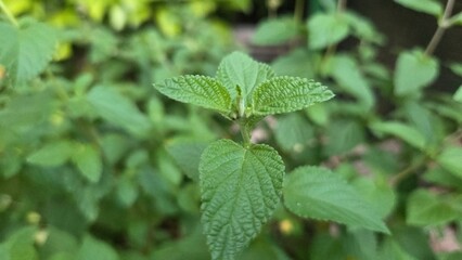 Lantana montevidensis foliage displaying rich green leaves in garden setting. Verbenaceae. Purple lantana or trailing shrubverbena