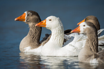 Close up of a group of greylag geese swimming on lake