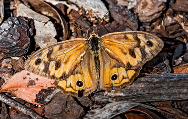 Common Brown, a species of butterfly endemic to the shouther half of Australia and here seen at Canberra_20101220_06101.