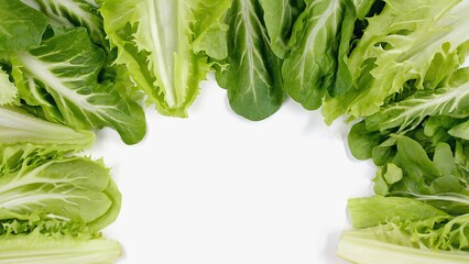 Fresh green lettuce arranged in circular pattern on white background  