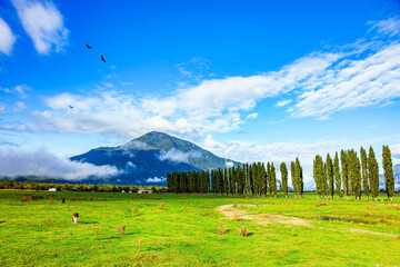 Vast green field of grass