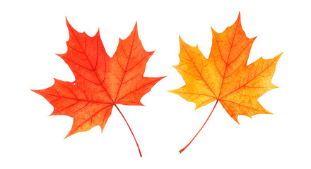 Fototapeta premium Red and yellow autumn maple leaves on white background 