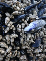 Colony of mussels and gooseneck barnacles thriving on the rocky shore of Cape Perpetua, Oregon coast