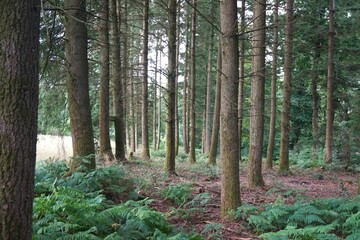 Obraz premium trees in the forest