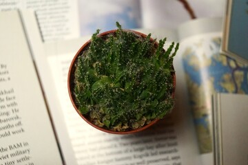 green cactus on the table