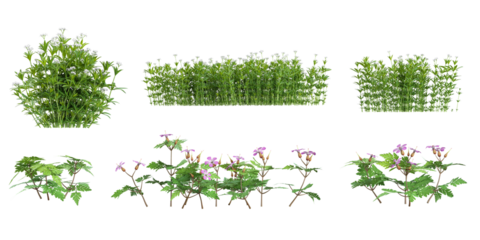 3d illustration of Galium,Geranium plants on transparent background