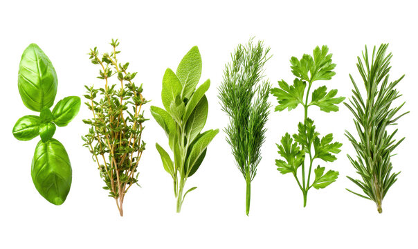 Fresh herbs arranged in a row - Powered by Adobe