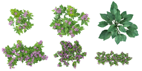 3d illustration of Geranium plants on transparent background from top view