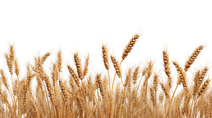 Golden wheat ears in field isolated on transparent background — harvest, grain and agriculture concept