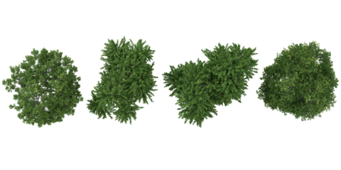 3d illustration of Green ash trees on transparent background from top view