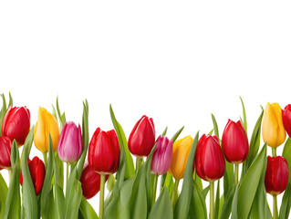 Pink and red tulip flowers in full bloom isolated on transparent background &mdash; spring floral nature design concept