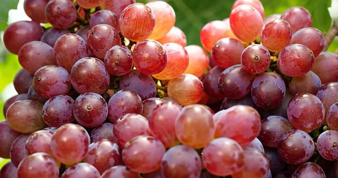 Red grapes cluster closeup