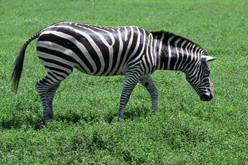 zebra walking across lush green grass