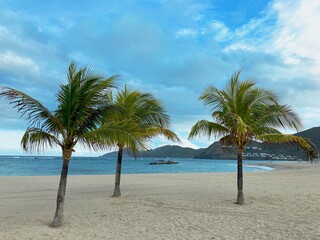 palm trees on the beach in St Kitts and Nevis