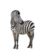 Fototapeta premium A majestic adult zebra with intricate black and white stripes, healthy and well-groomed, stands in a full-body side view on a transparent, isolated studio backdrop with even illumination and no