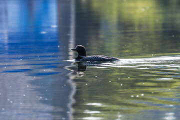 A Common loon swimming gracefully in Alberta, Canada
