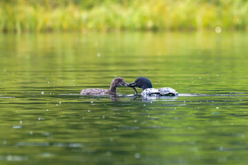 A Common loon feeding loonlet in Alberta, Canada